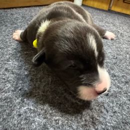 Yellow collar - Black and white female Cardigan Welsh Corgi puppy in Omaha, Arkansas from DnD Corgis