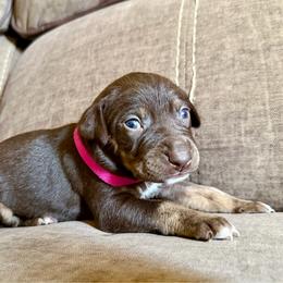 Momo - Chocolate female Catahoula Leopard Dog puppy in Peyton, Colorado from Gunslinger Catahoulas