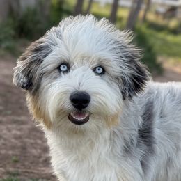Aussiedoodles and Bernedoodles from Sassy Pants Pups
