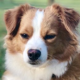 Toy Australian Shepherds from Desert Dreamcatcher Ranch