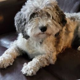 Jezzabelle - Aussiedoodle