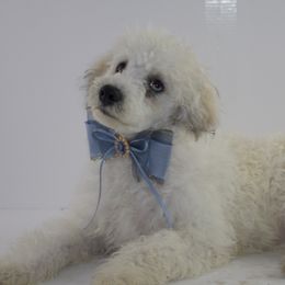 Bunny - Poodle