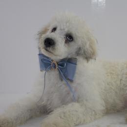 Bunny - Poodle