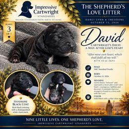 Cartwright's David A Man After God's Heart - Black male Poodle puppy in Albany, Kentucky from Impressive Cartwright Standards