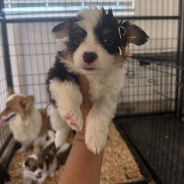 LIBERTY- fluffy black tri mismark female - Black and tan female Pembroke Welsh Corgi puppy in Red Bluff, California from Wilder Ranch Corgis