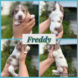 Freddy - Chocolate and cream male Dachshund puppy in Wichita Falls, Texas from Long Dogs in The Falls