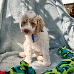 Australian Labradoodle, Bernedoodle, Double Doodle, Goldendoodle, and Poodle Puppies from Karlas Pet Rendezvous