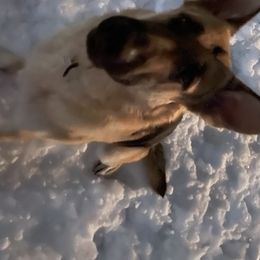 Adolf  - German Shepherd