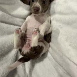 Dachshund Puppies from JnA Dachshunds