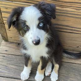 Queso - Black tri male Miniature Australian Shepherd puppy in Frankenmuth, Michigan from Frankenmuth Mini Aussies