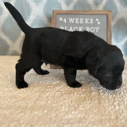 Boy 2 - Black Labrador Retriever puppy in Indiana from Little Yellow Creek Farms