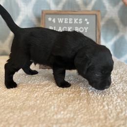 Boy 2 - Black Labrador Retriever puppy in Indiana from Little Yellow Creek Farms