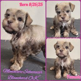 Mabel's liver pepper - Liver female Miniature Schnauzer puppy in Blanchard, Oklahoma from Mystique Kennel