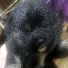 Gift Alpha Litter Girl 1 (Yellow Collar) Temporary Name: Okurimono - Black and tan female Shiba Inu puppy in Brecksville, Ohio from Shomaisou Shiba Inu