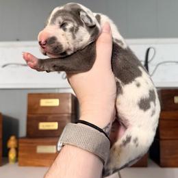 Dolly - Harlequin female Great Dane puppy in Jerusalem, Arkansas from Mara Danes