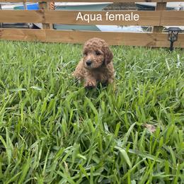 Goldendoodle Puppies from The Miller's Goldendoodles
