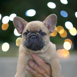 Timon - Fawn French Bulldog puppy in Germantown, Ohio from LaBelle Bulldogs