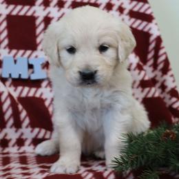 Mia - Light golden female Golden Retriever puppy in Fredericksburg, Ohio from Golden family companion's