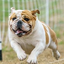 Bulldogs from Sittingbullies