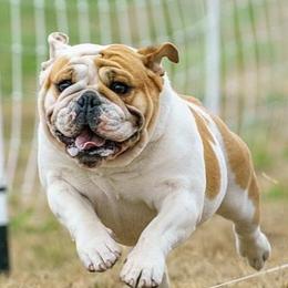 Bulldogs from Sittingbullies