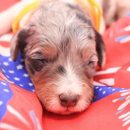 Girl 2 - Blue merle female Bernedoodle puppy in Lexington Park, Maryland from SUNNY SIDE DOODLES