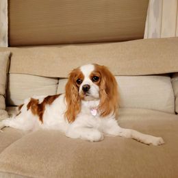 Stella - Cavalier King Charles Spaniel