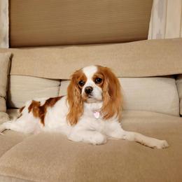 Stella - Cavalier King Charles Spaniel