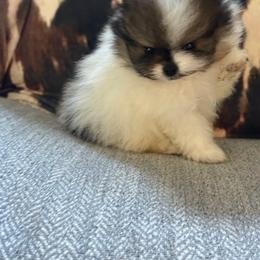 Fluffy - Tri-colored male Pomeranian puppy in Burbank, Arizona from Twins Dream Poms