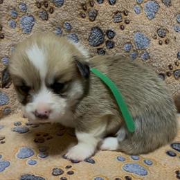 AKC Green Pineapple - Sable male Pembroke Welsh Corgi puppy in Summerfield, Florida from Promise Land Farm