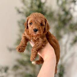 Sugar girl - Red  female Goldendoodle puppy in Rio Linda, California from Plush Doodles