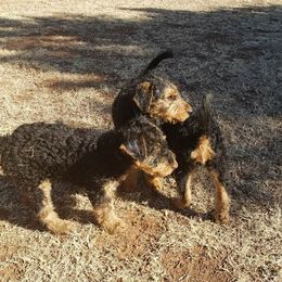 Airedale Terriers from Perry’s Pup’s