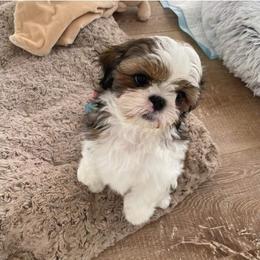 Shih Tzu Puppies from Trinity Shihtzu's So Calif