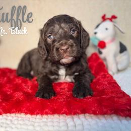 Boy 2 - male Australian Labradoodle puppy in Richmond, Kentucky from Happy Time Doodles