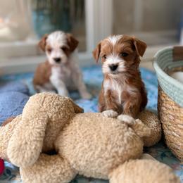 Toffee - Red  male Goldendoodle puppy in San Jose, California from Doodle Amore