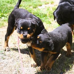 Rottweiler Puppies from Von Hause Sarjen