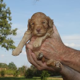 Goldendoodle Puppies from Taylor Town Doodles