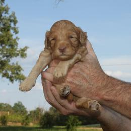 Goldendoodle Puppies from Taylor Town Doodles