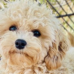 Dodi - Maltipoo