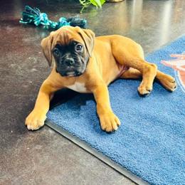 Boxer Puppies from Sergeant's Boxers