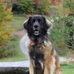 Arya - Leonberger