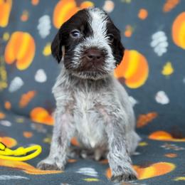 Yellow Boy - Liver and white male German Wirehaired Pointer puppy in Reddick, Florida from Afterhours German Wirehaired Pointers and Basset Fauve de Bretagne