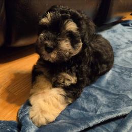 Alister - Black and silver male Miniature Schnauzer puppy in Graham, Washington from Kristy's French Bulldogs & Mini Schnauzers