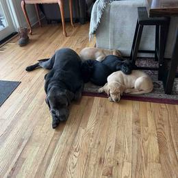 Labrador Retriever Puppies from Branley's Riverside Labradors