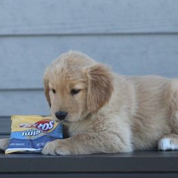 Australian Shepherd and Golden Retriever Puppies from Sterling Valleys Goldens and Aussies