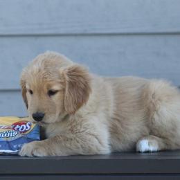 Australian Shepherd and Golden Retriever Puppies from Sterling Valleys Goldens and Aussies