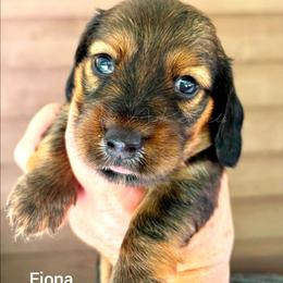 Fiona - Red female Dachshund puppy in Quitman, Mississippi from S-and-A Kennels