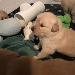 Pink - Golden female Golden Retriever puppy in Van Alstyne, Texas from Grace N Goldens