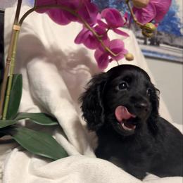 Sprocket - Black male Dachshund puppy in Kentucky from Wonderful Weiners