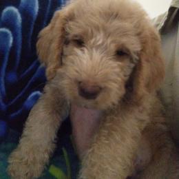 Labradoodle Puppies from Hills labradoodles