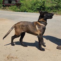 X - Fawn sable male Belgian Malinois puppy in Elizabethton, Tennessee from Forever Family K9